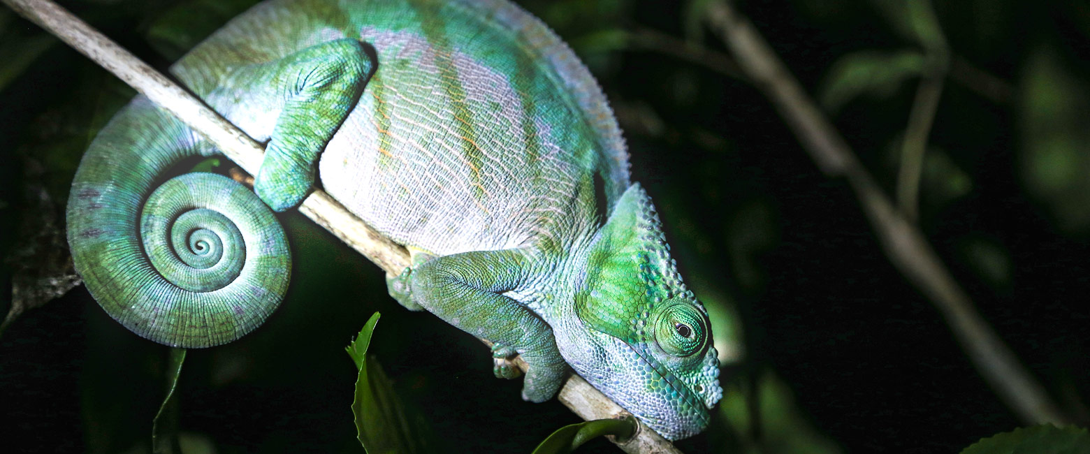 let us know your thoughts about Madagascar and we will help to create the perfect safari