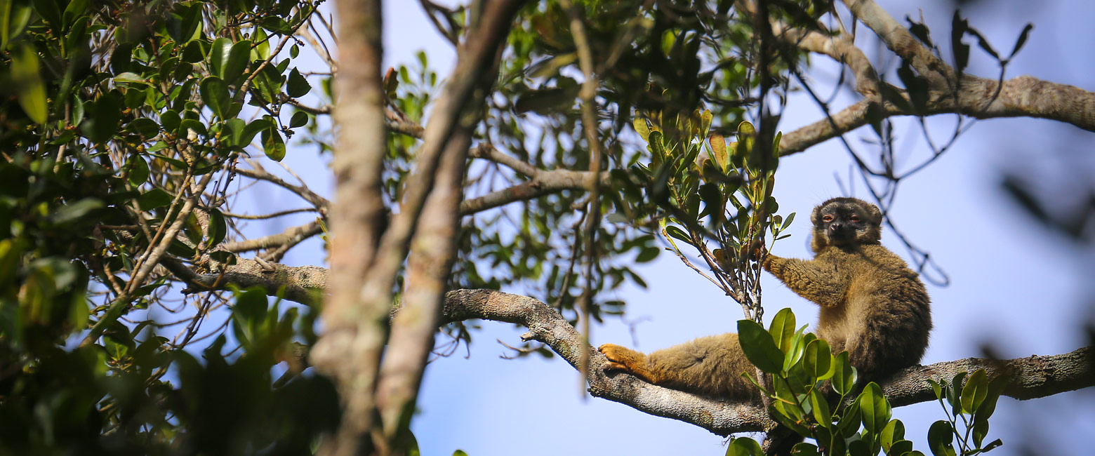 let us know your thoughts about Madagascar and we will help you create the perfect safari