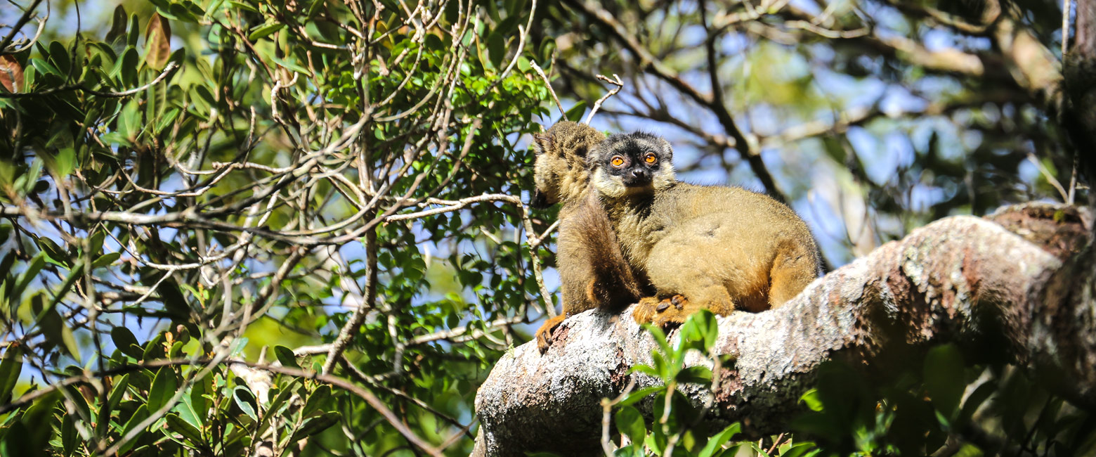 let us know your thoughts about Madagascar and we will help you create the perfect safari