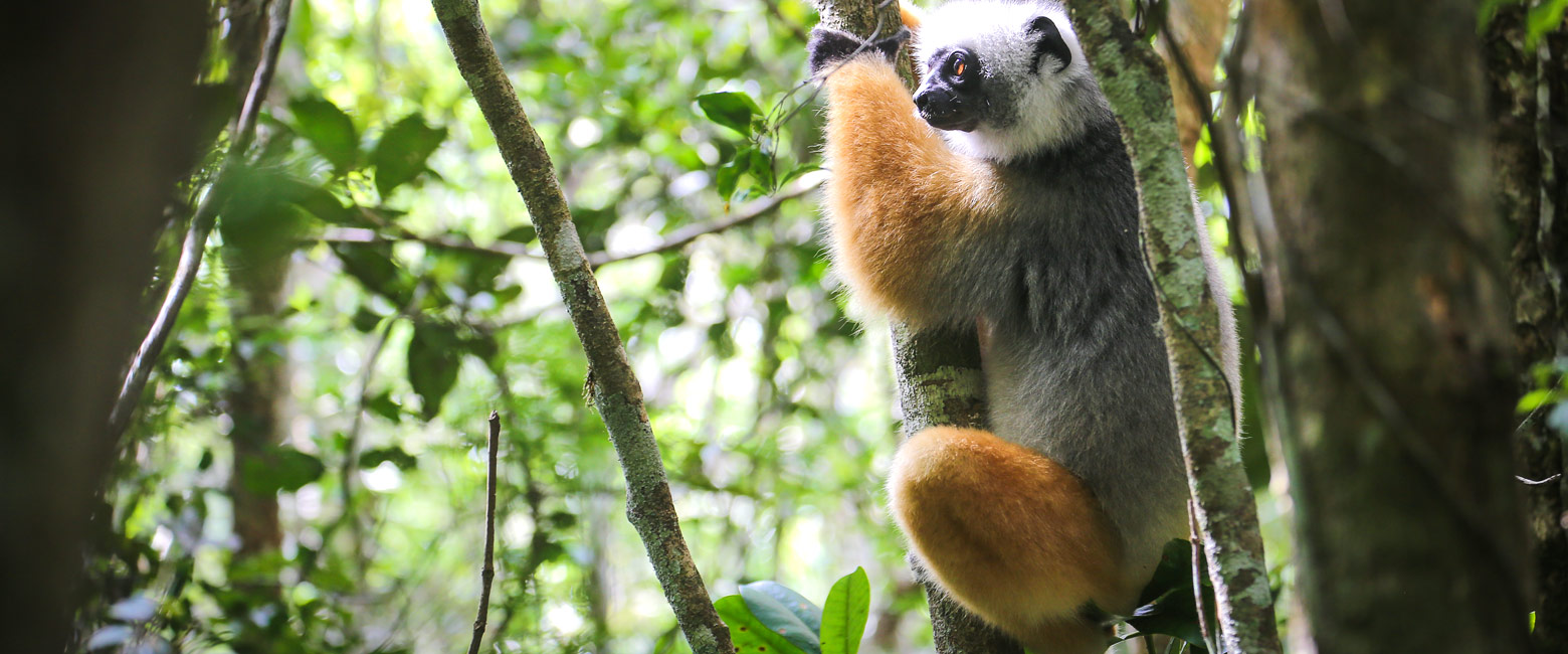 let us know your thoughts about Madagascar and we will help you create the perfect safari 