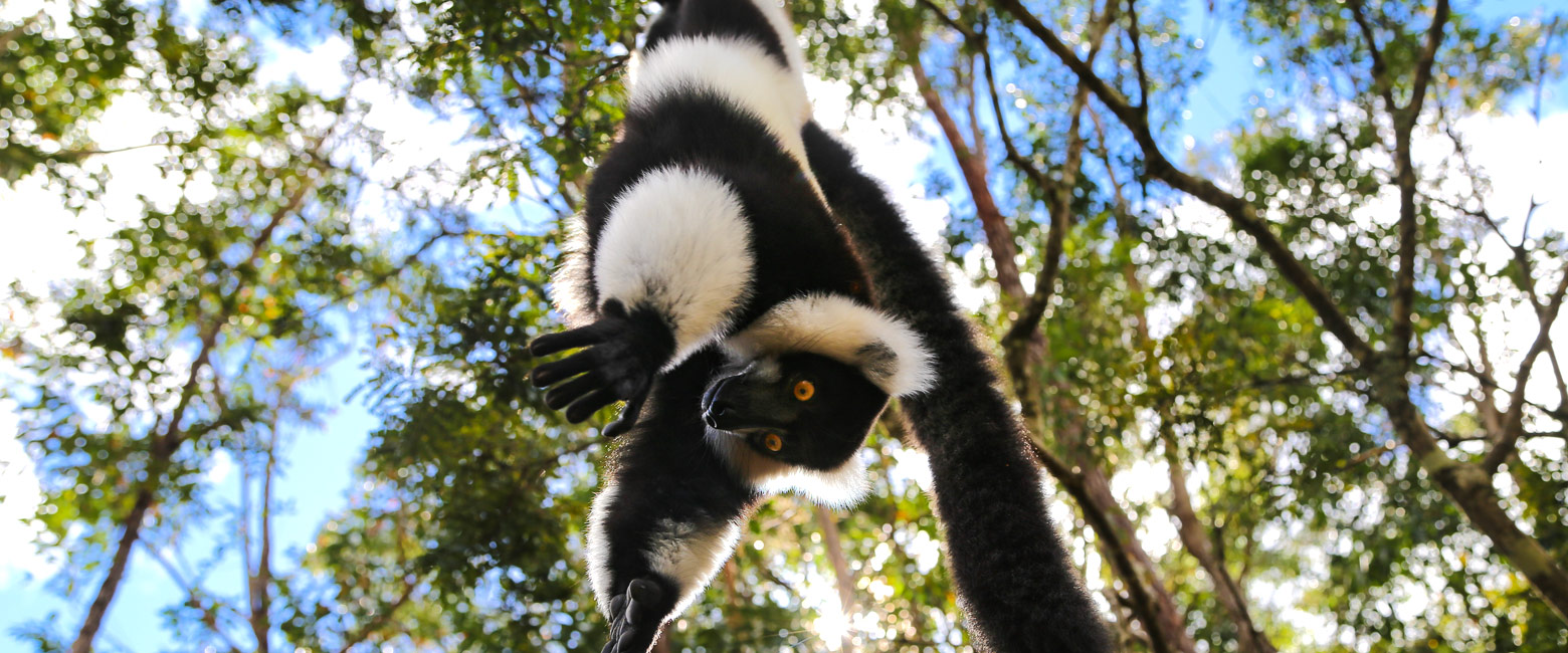 let us know your thoughts about Madagascar and we will help you create the perfect safari