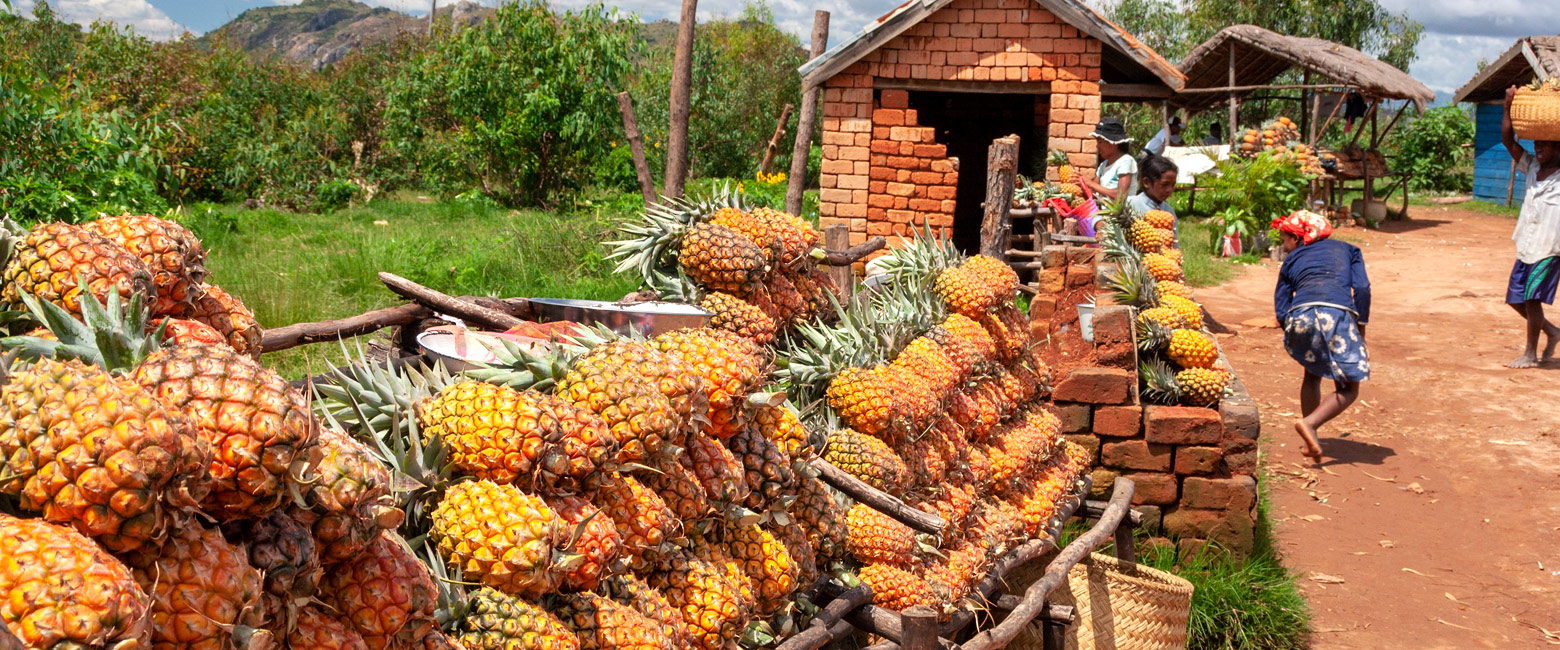 let us know your thoughts about Madagascar and we will help you create the perfect safari