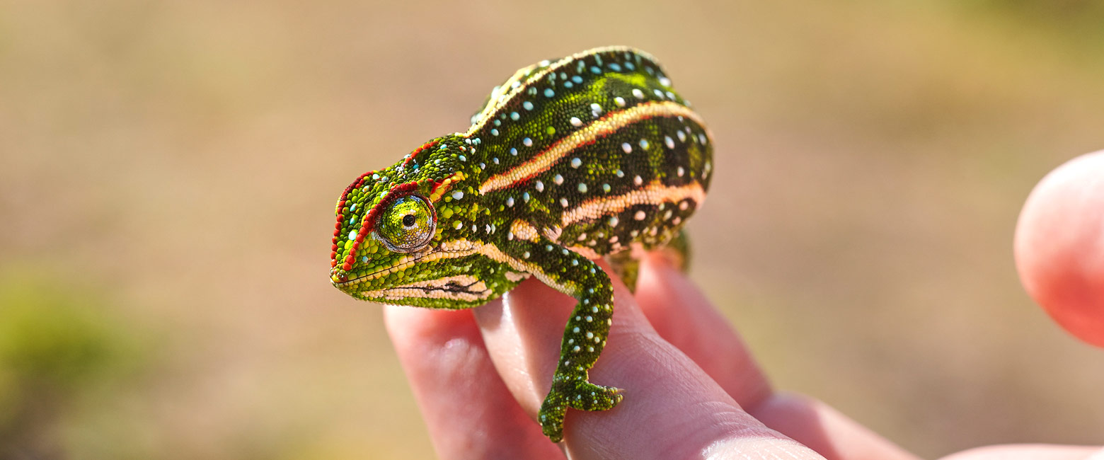 let us know your thoughts about Madagascar and we will help you create the perfect safari 