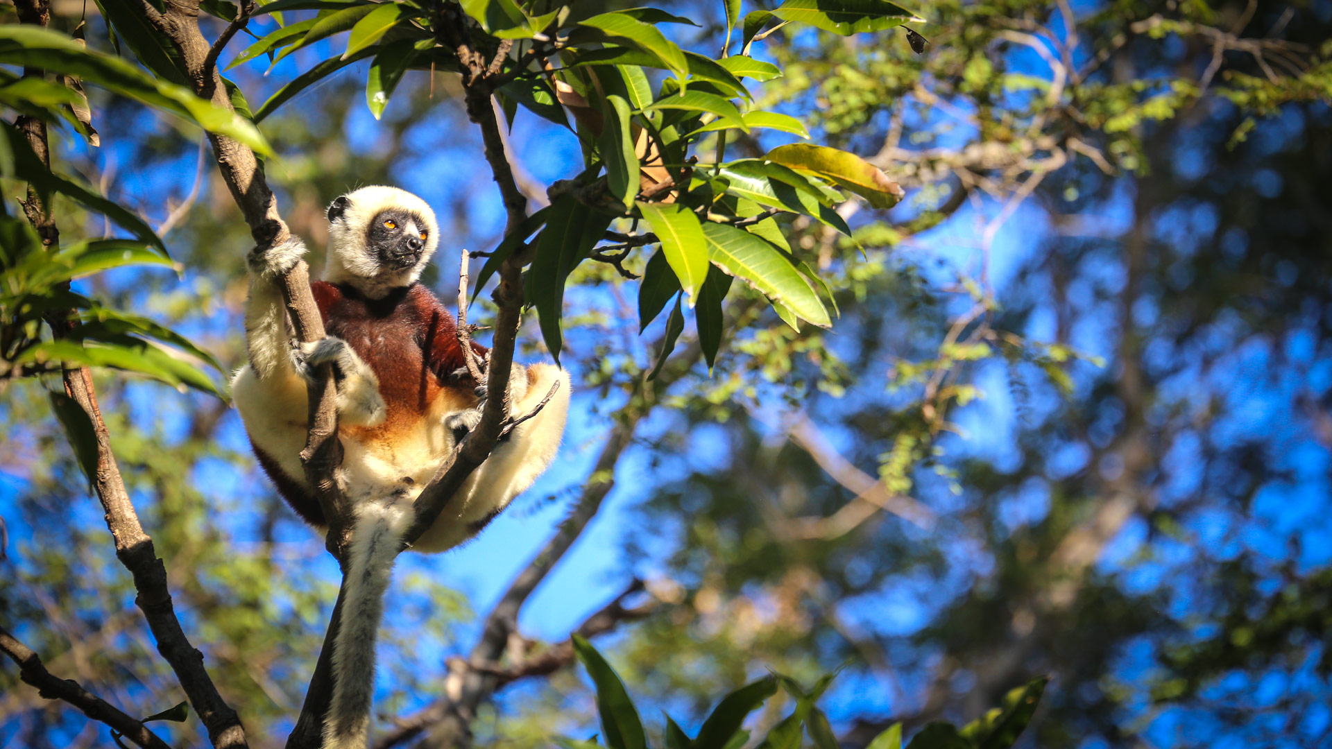 Safari to Anjajavy
