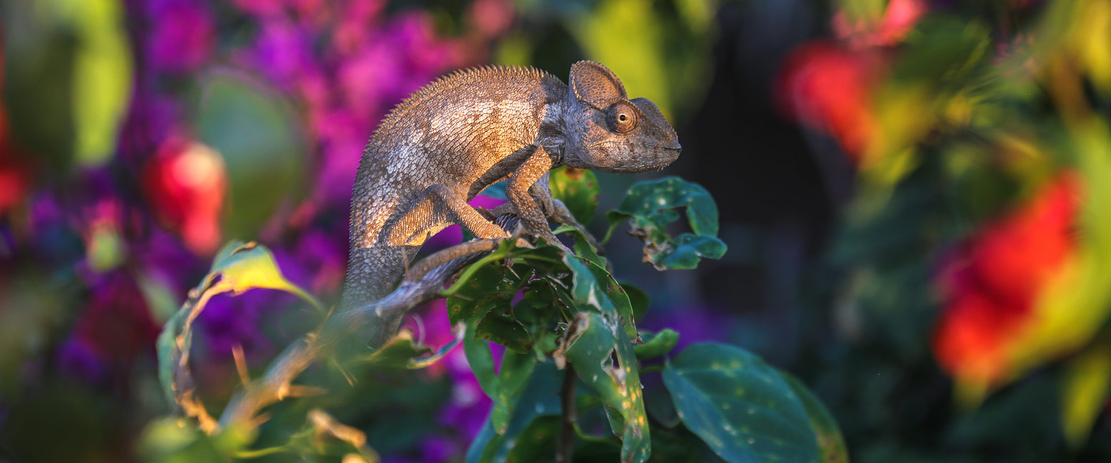 let us know your thoughts about Madagascar and we will help you create the perfect safari