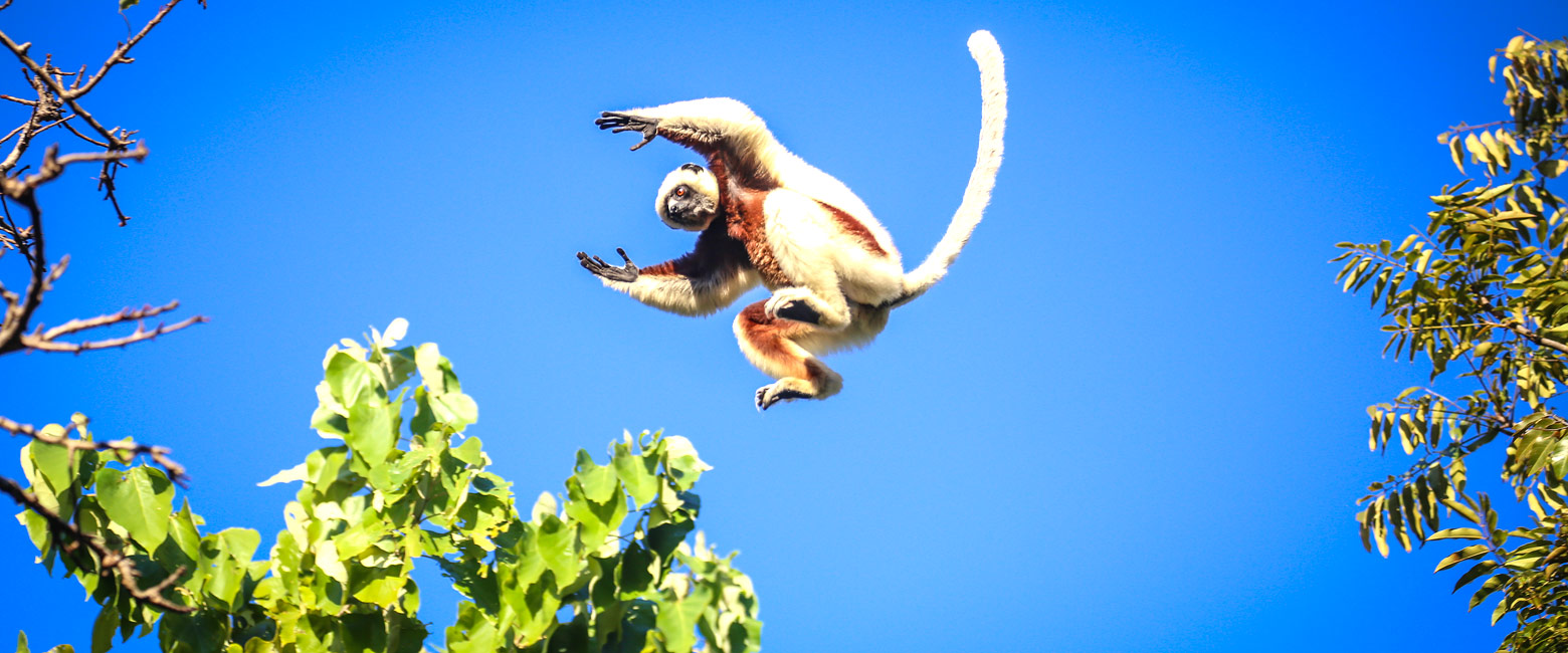 let us know your thoughts about Madagascar and we will help you create the perfect safari