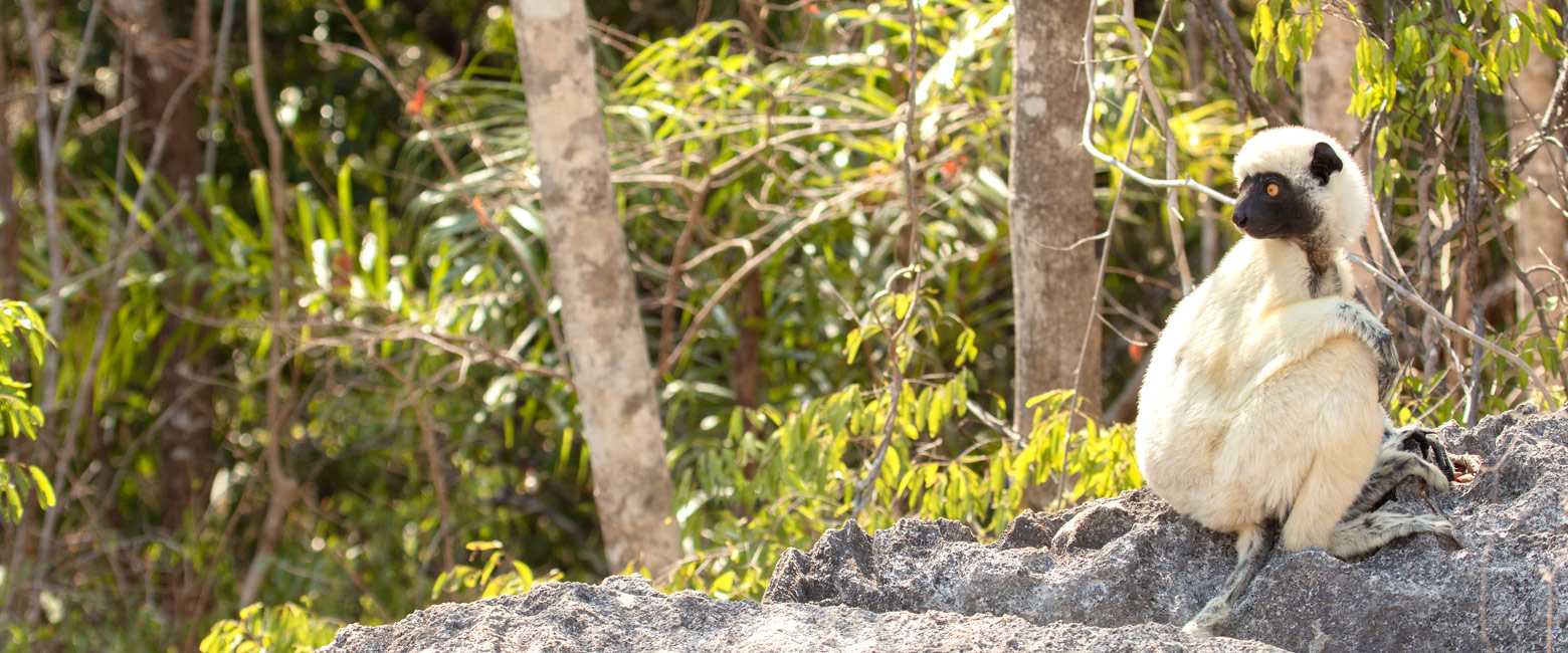 let us know your thoughts about Madagascar and we will help you create the perfect safari 