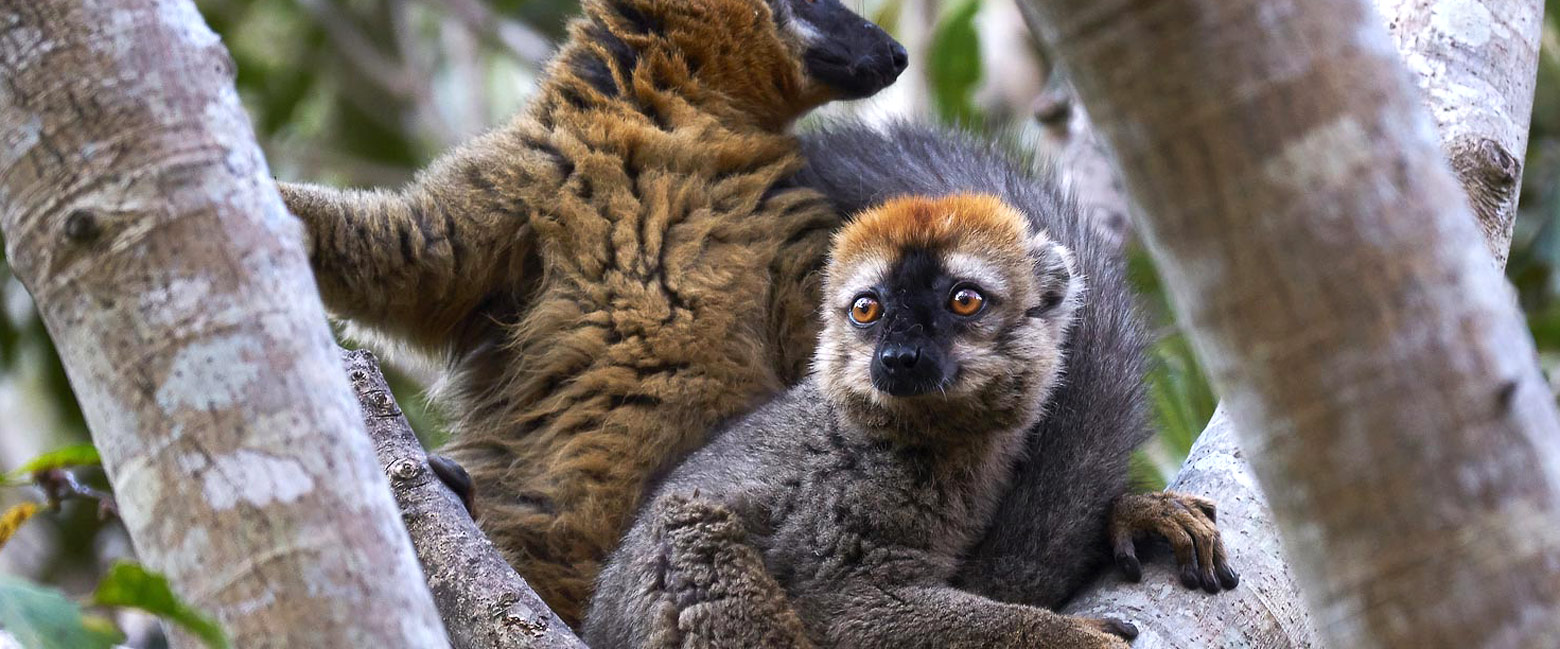 let us know your thoughts about Madagascar and we will help you create the perfect safari
