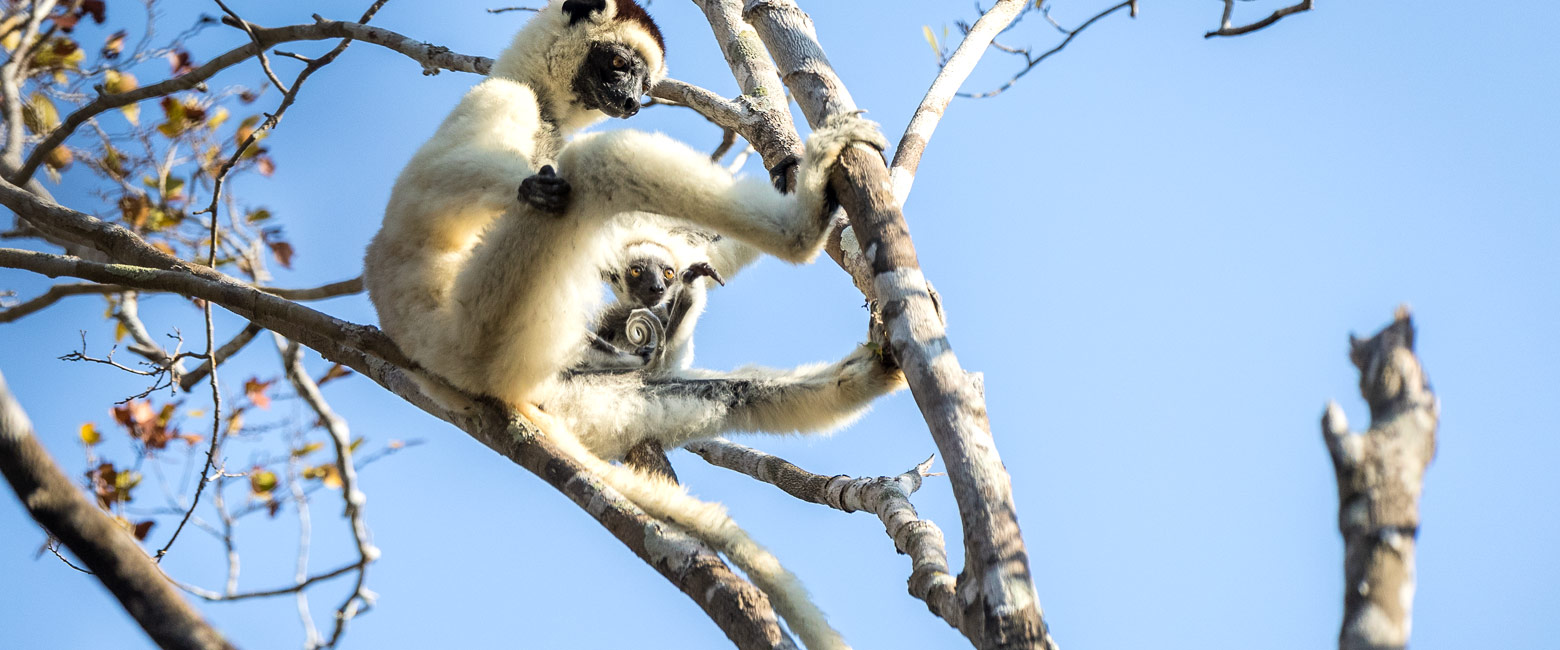 is a small forest reserve in the west of Madagascar