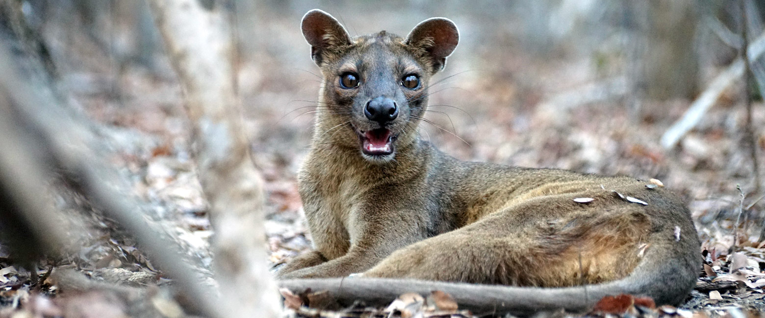 let us know your thoughts about Madagascar and we will help you create the perfect safari