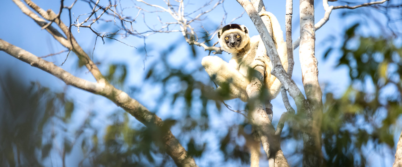 let us know your thoughts about Madagascar and we will help you create the perfect safari