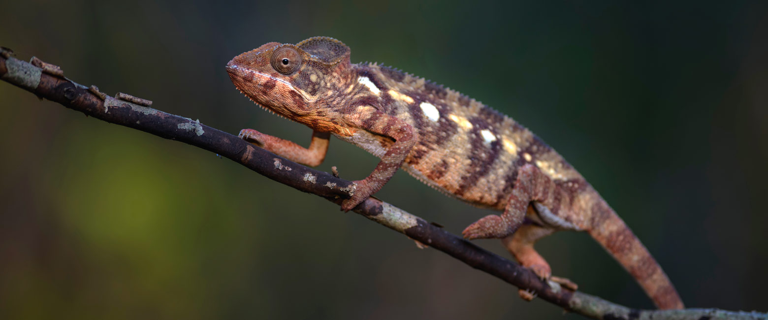 let us know your thoughts about Madagascar and we will make sure to deliver the perfect safari 