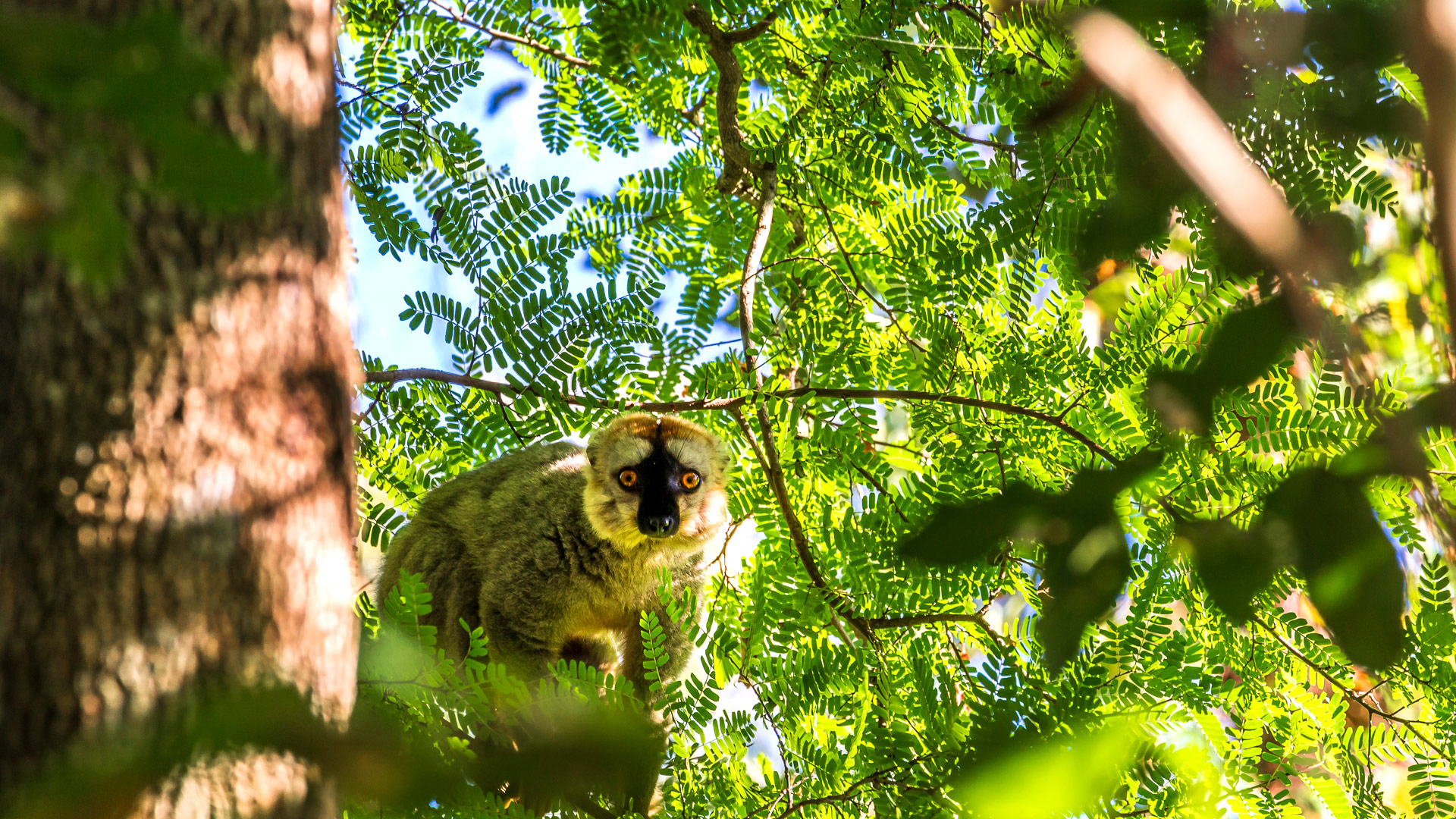 Safari to Ankarafantsika