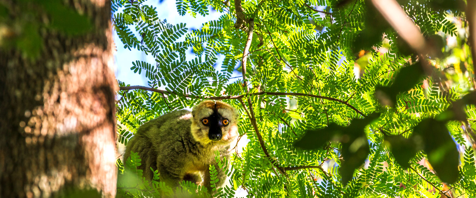 but virtually inaccessible reserve in northwest Madagascar 