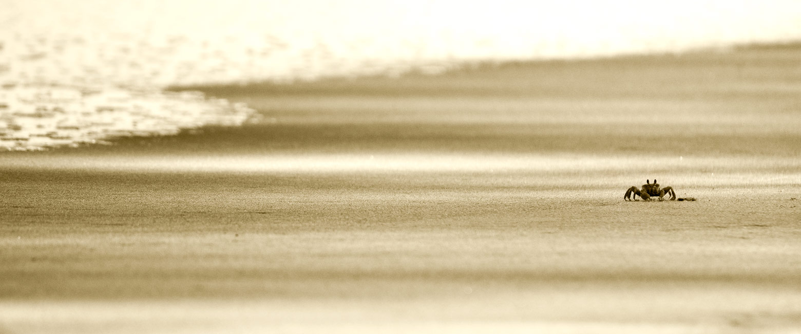 let us know your thoughts about Madagascar and we will help you create the perfect safari 