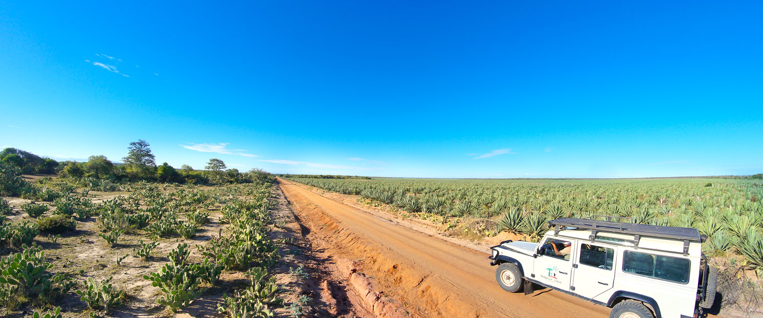 let us know your thoughts about Madagascar and we will help you create the perfect safari 