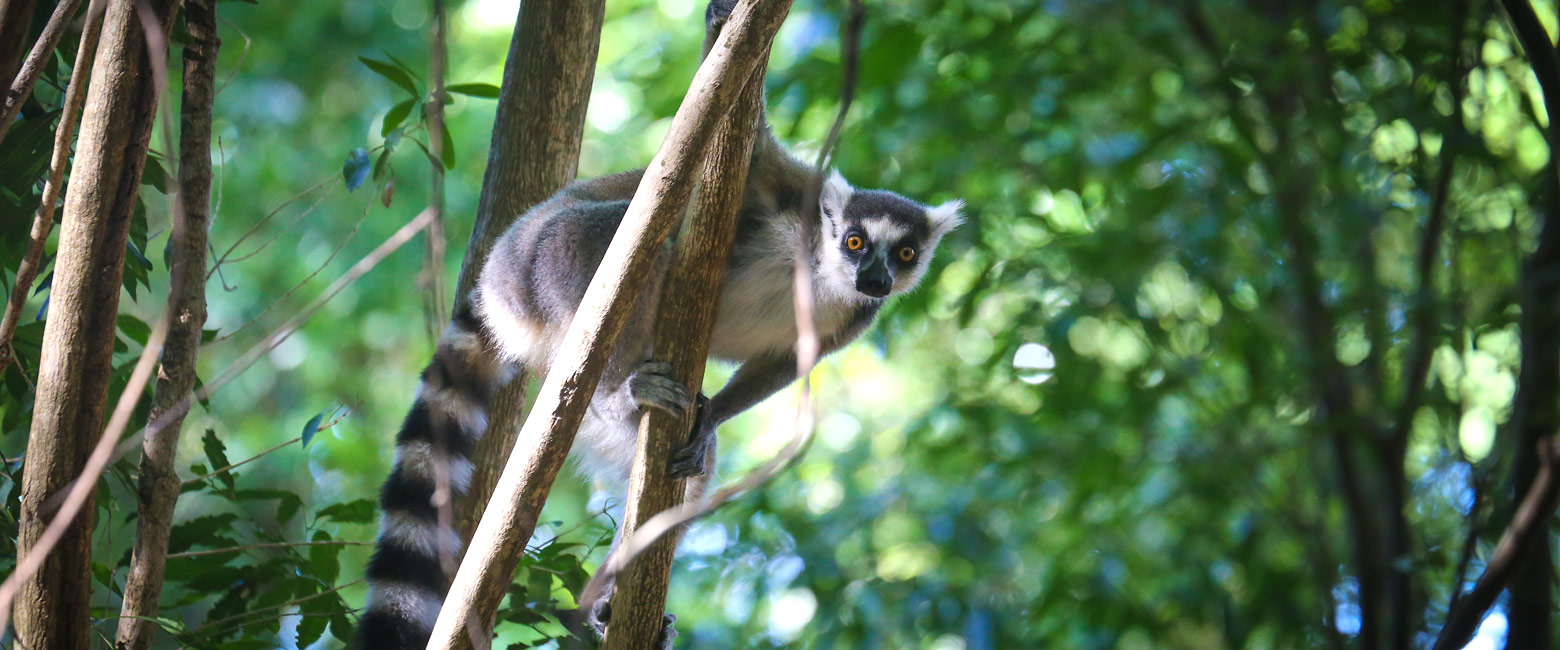 let us know your thoughts about Madagascar and we will help you create the perfect safari