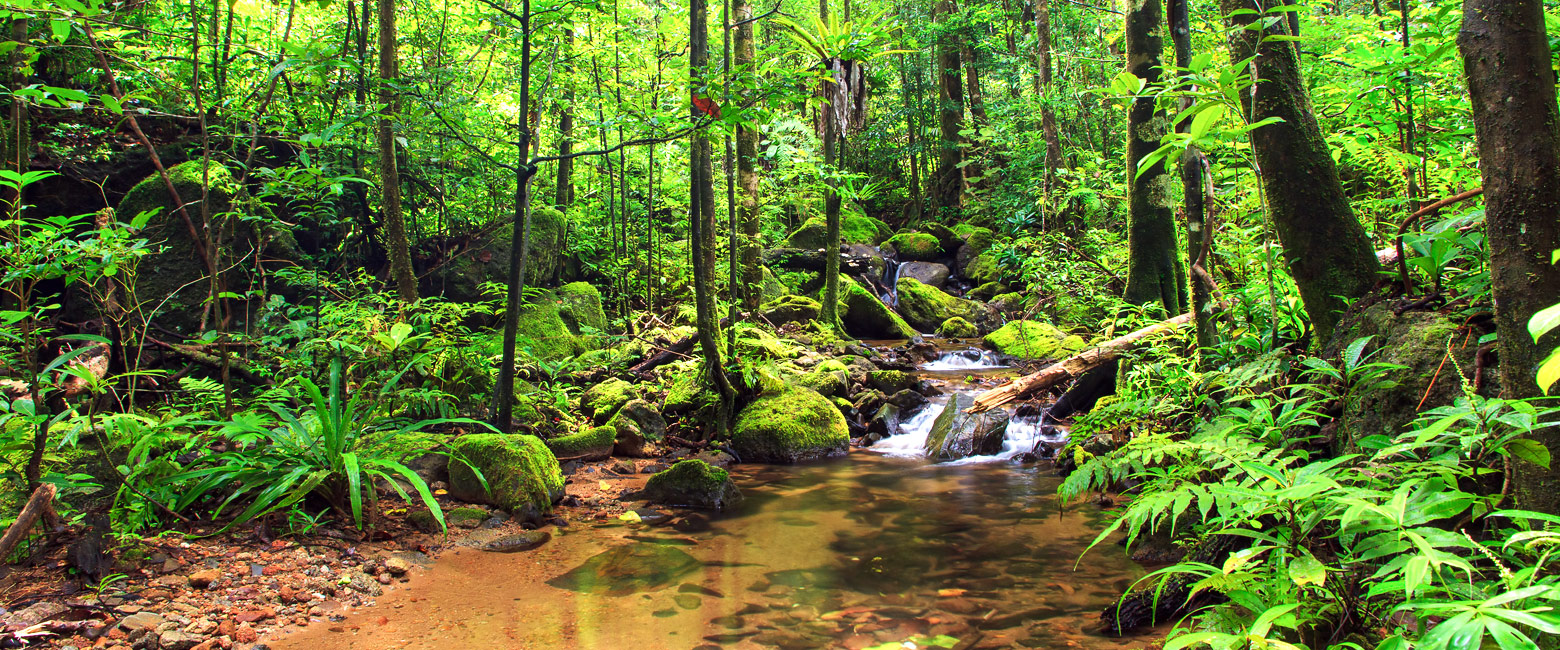 is an area of coastal rainforest in remote northeast Madagascar