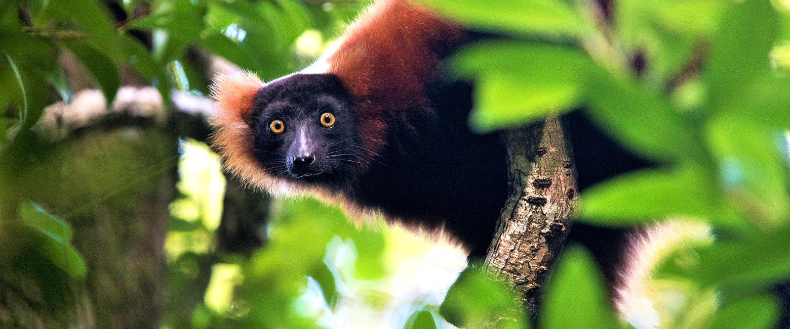 let us know your thoughts about Madagascar and we will help you create the perfect safari