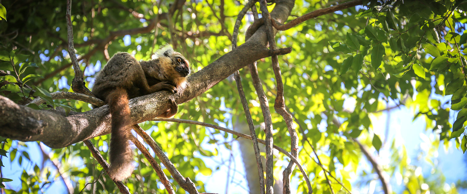 let us know your thoughts about Madagascar and we will help you create the perfect safari