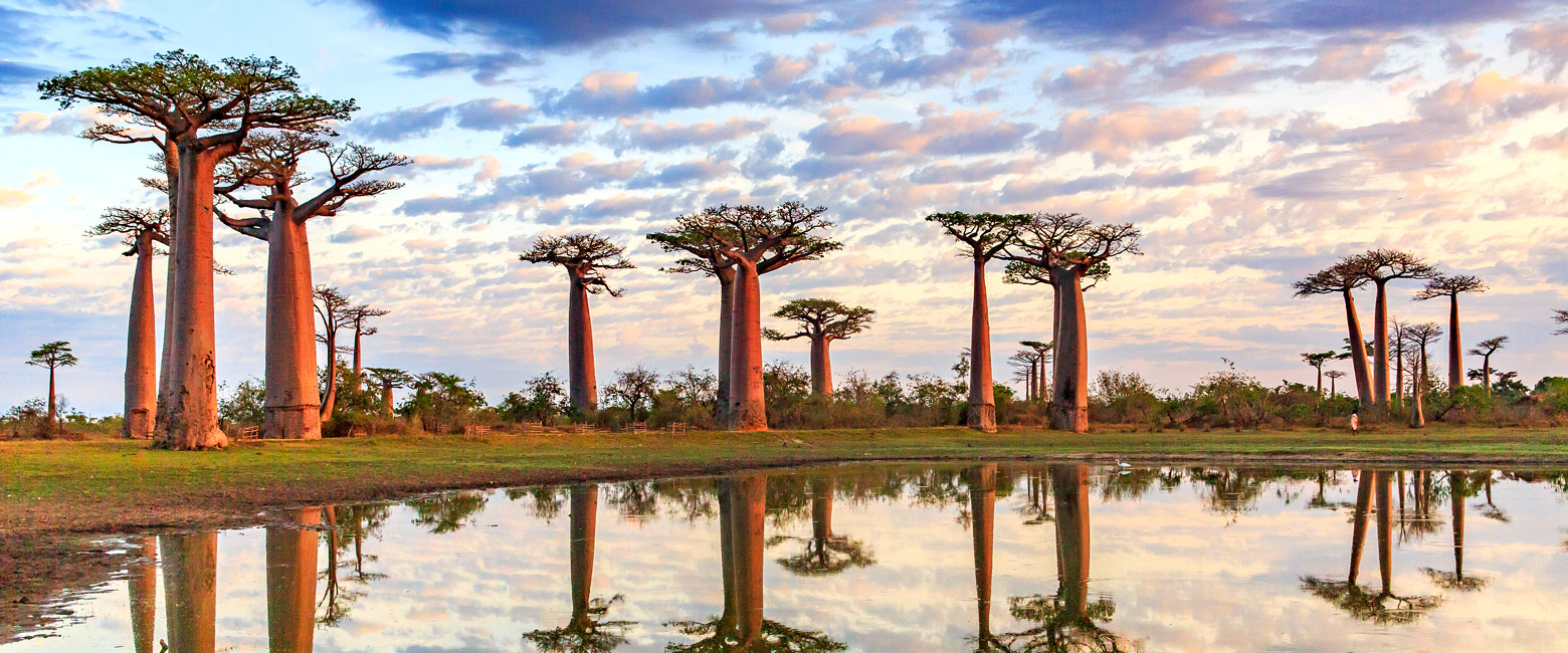 let us know your thoughts about Madagascar and we will help you create the perfect safari 