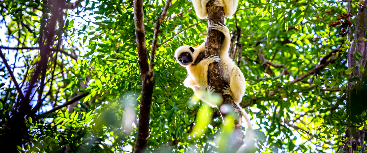 let us know your thoughts about Madagascar and we will help you create the perfect safari