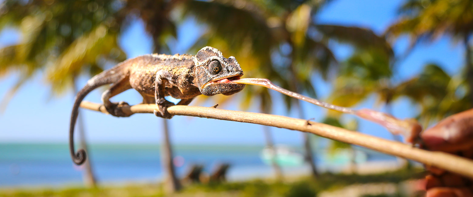 let us know your thoughts about Madagascar and we will help you create the perfect safari 