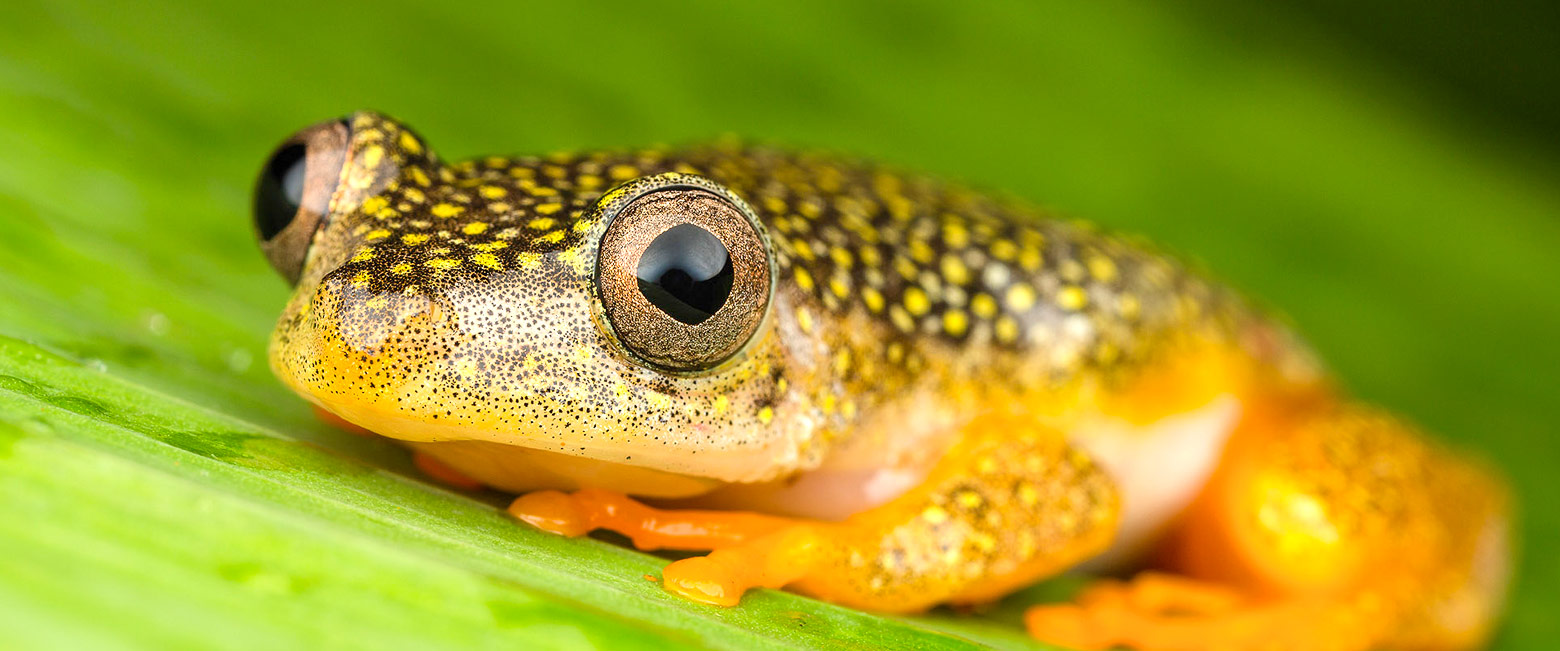 let us know your thoughts about Madagascar and we will help you create the perfect safari