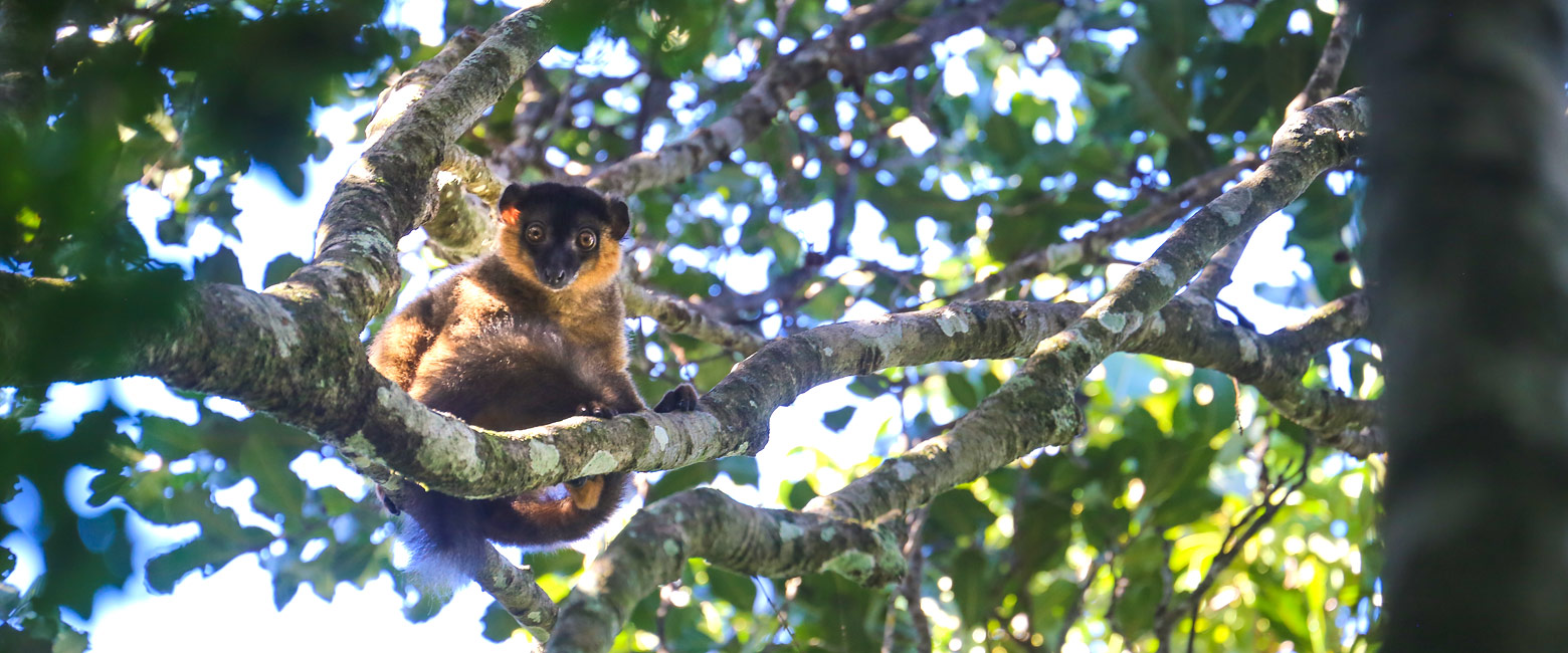 let us know your thoughts about Madagascar and we will help you create the perfect safari