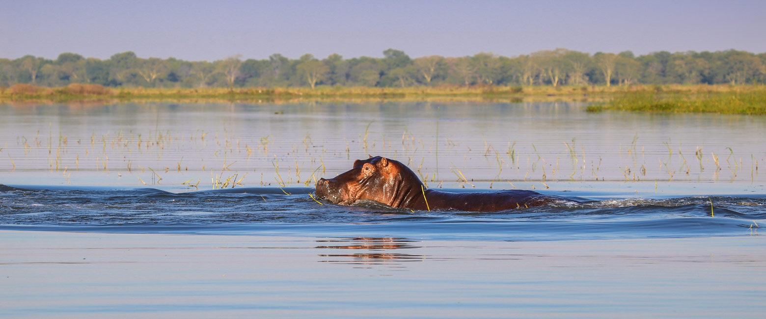 let us know your thoughts about Malawi and we will help you create the perfect safari