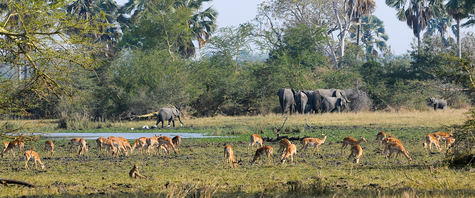 let us know your thoughts about Malawi and we will help you create the perfect safari 
