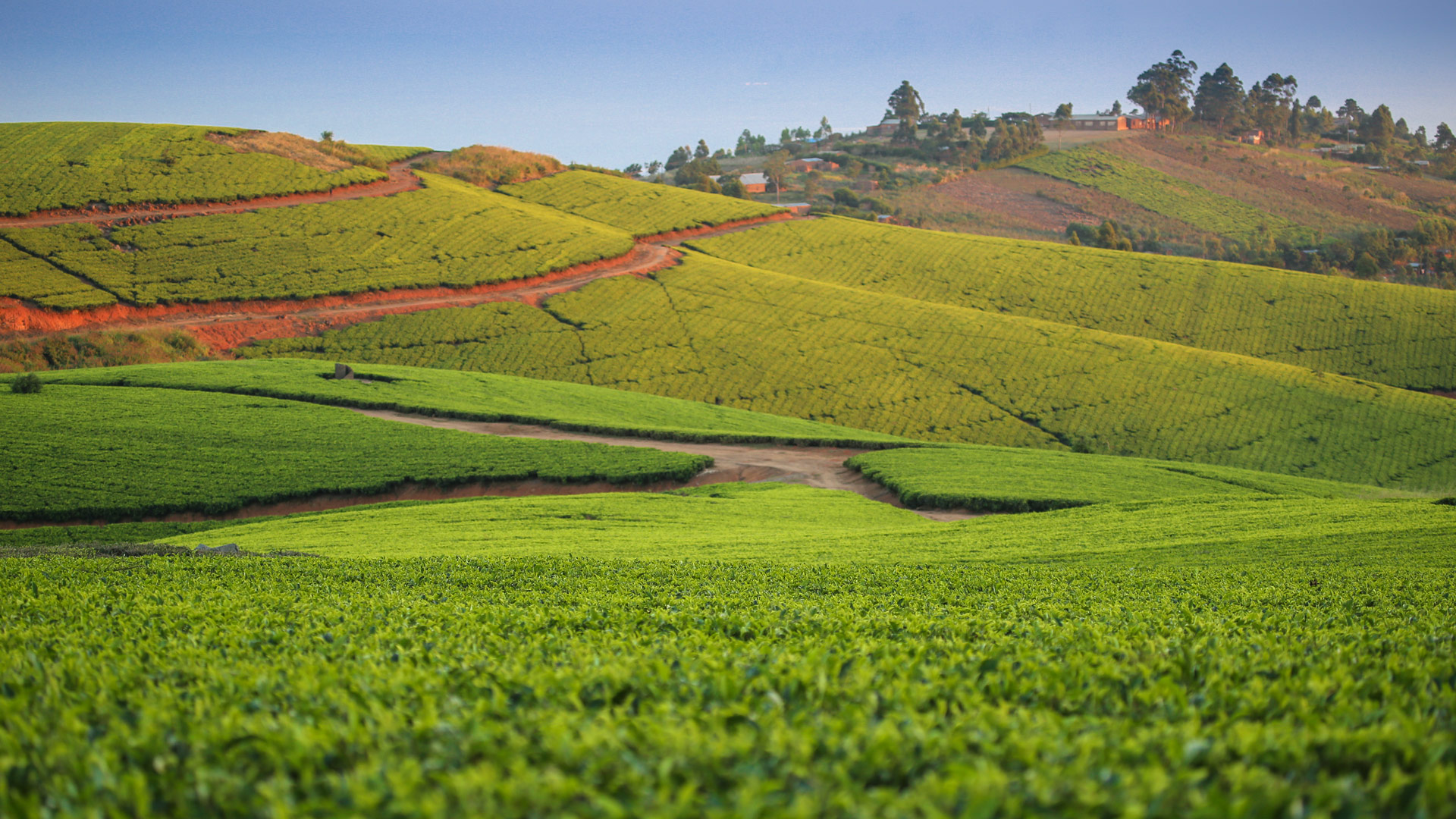 Safari to Mount Mulanje