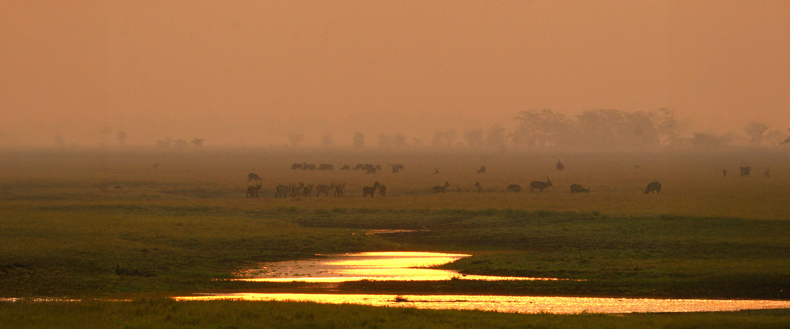 let us know your thoughts about Mozambique and we will help you create the perfect safari 