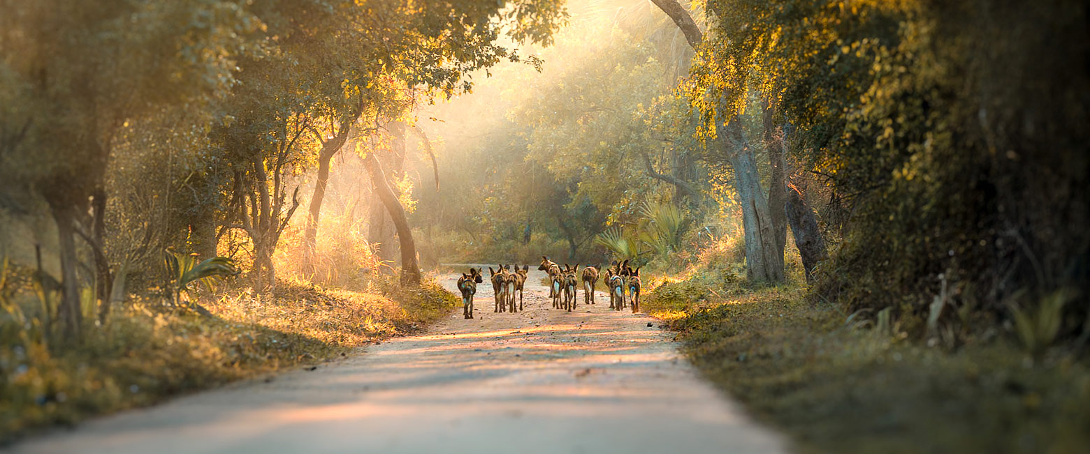 let us know your thoughts about Mozambique and we will help you create the perfect safari