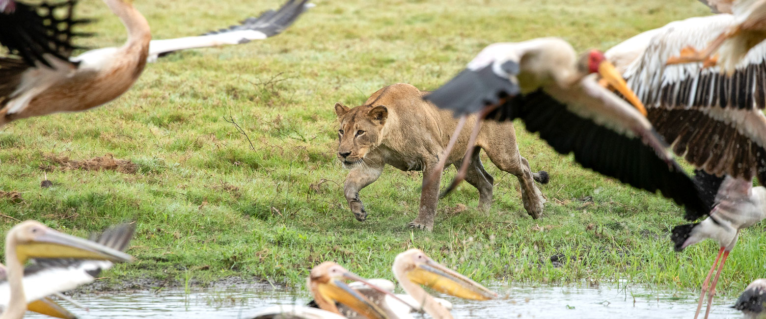 let us know your thoughts about Mozambique and we will help you create the perfect safari 