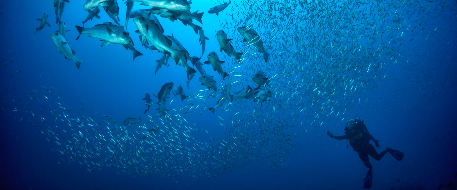 let us know your thoughts about Mozambique and we will help you create the perfect safari