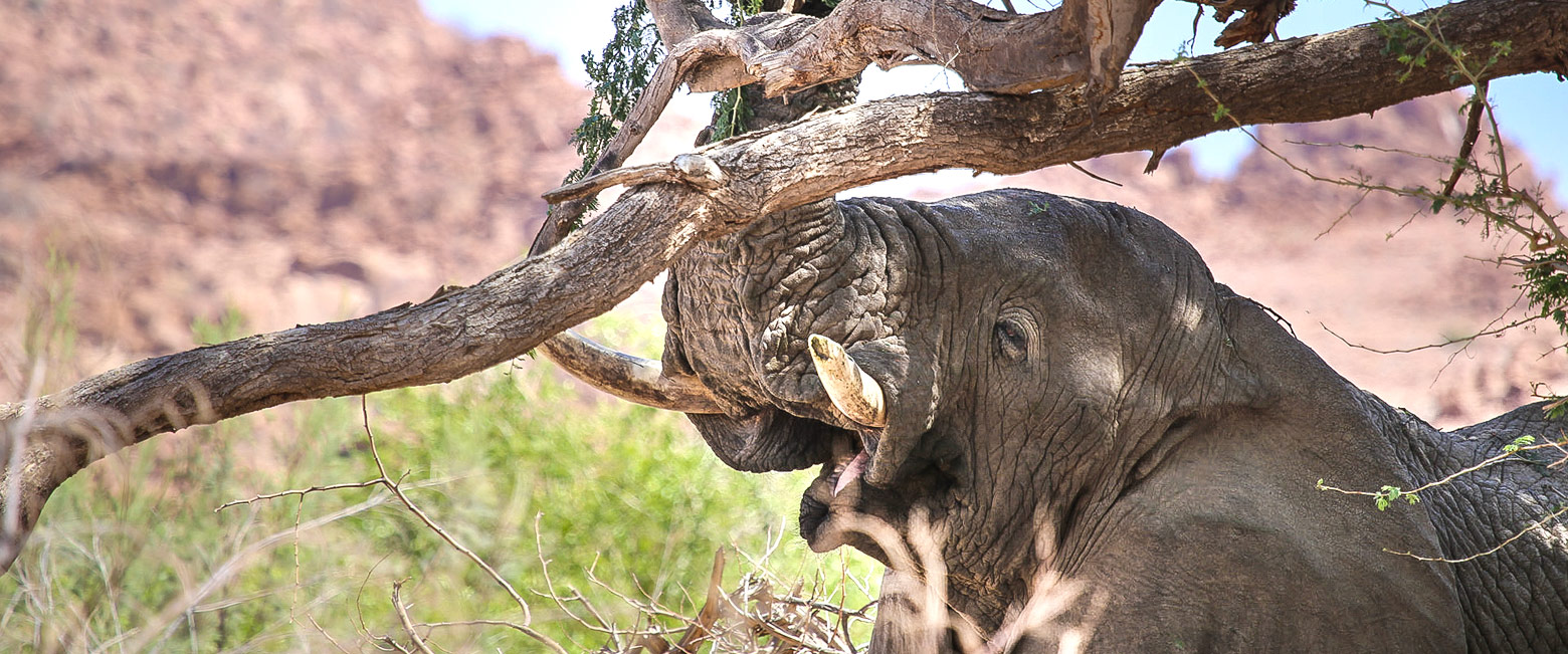 let us know your thoughts about Namibia and we will help you create the perfect safari 