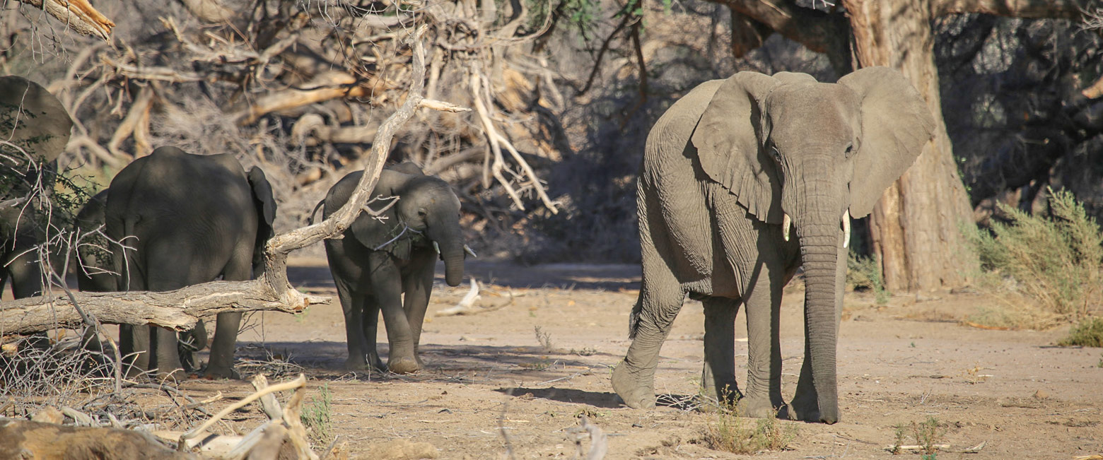 let us know your thoughts about Namibia and we will make sure to deliver the perfect safari 