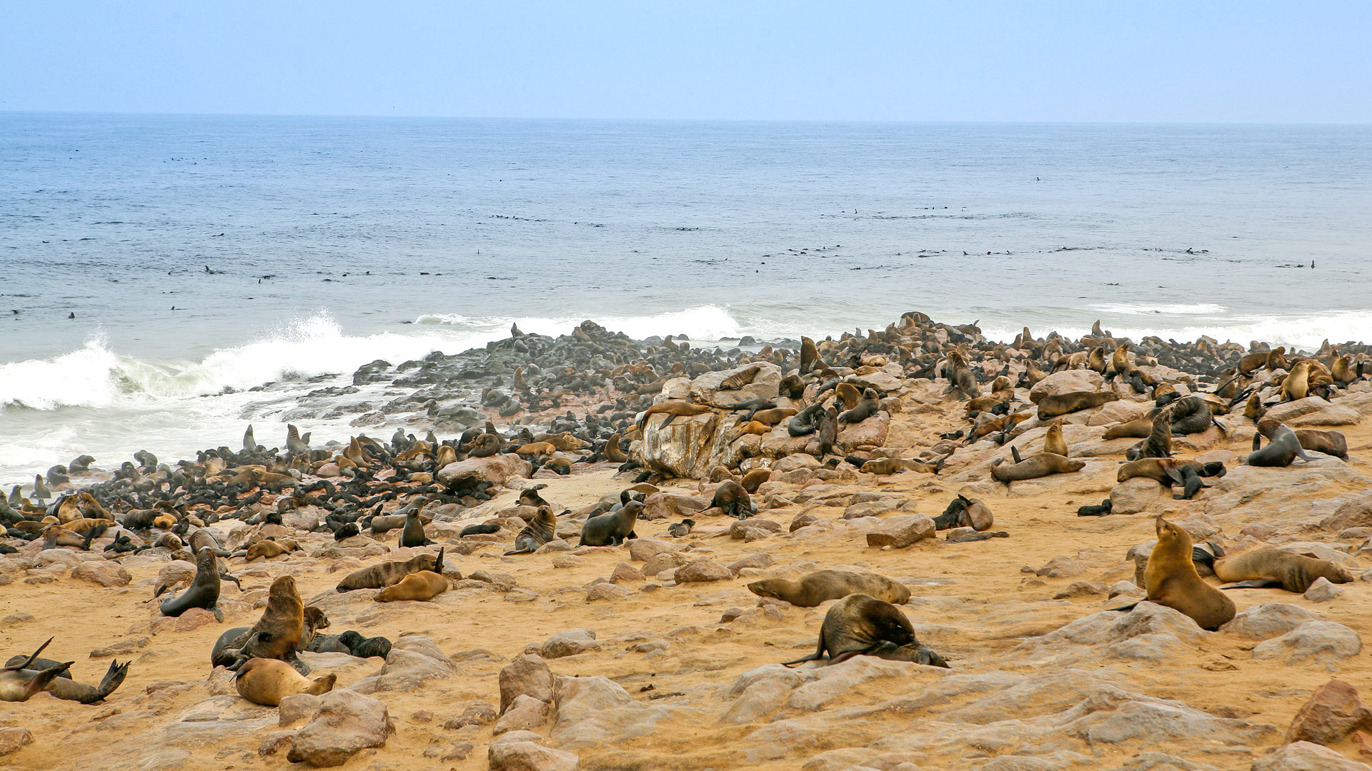 Safari to Cape Cross