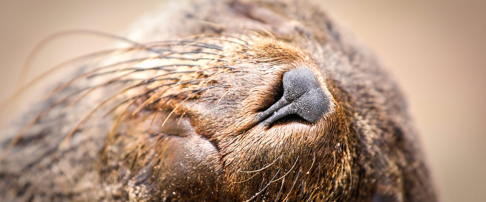 let us know your thoughts about Namibia and we will help you create the perfect safari