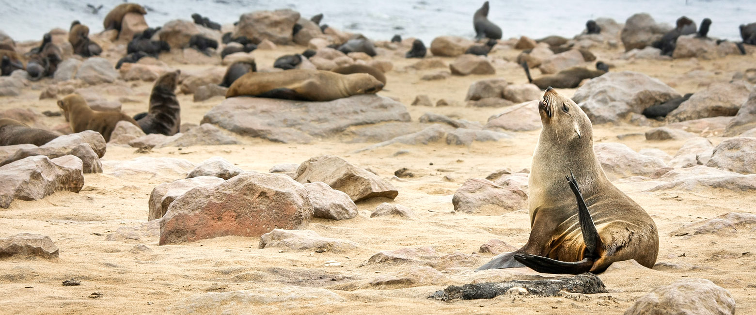 let us know your thoughts about Namibia and we will make sure to deliver the perfect safari