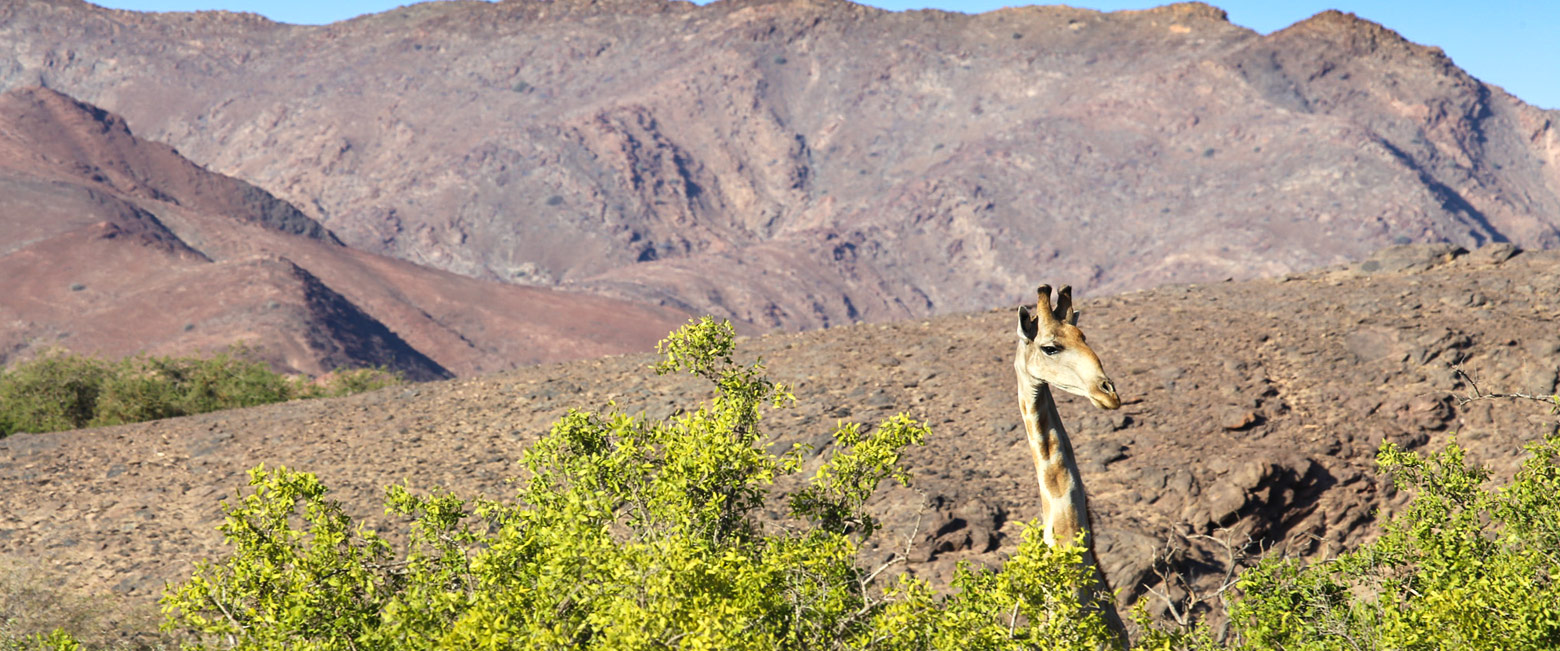 let us know your thoughts about Namibia and we will help you create the perfect safari 