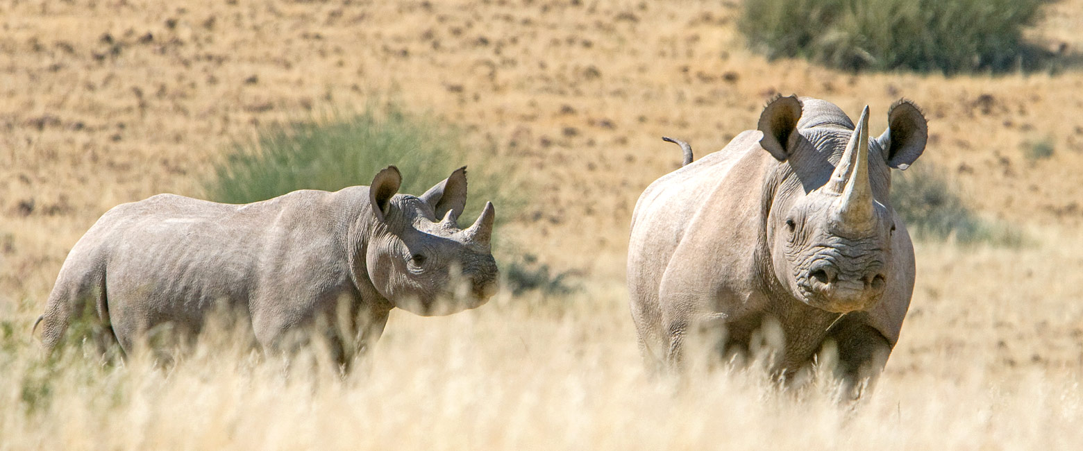 let us know your thoughts about Namibia and we will help you create the perfect safari 