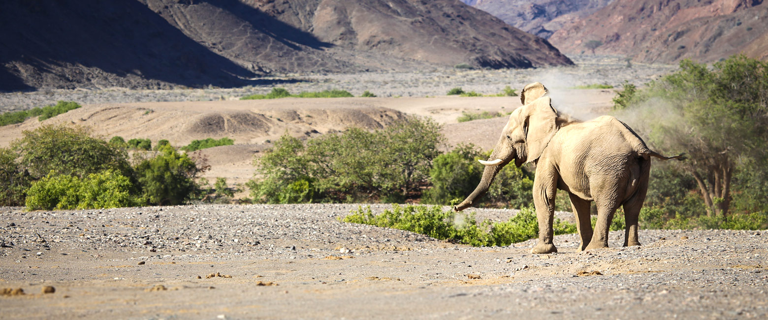 let us know your thoughts about Namibia and we will help you create the perfect safari