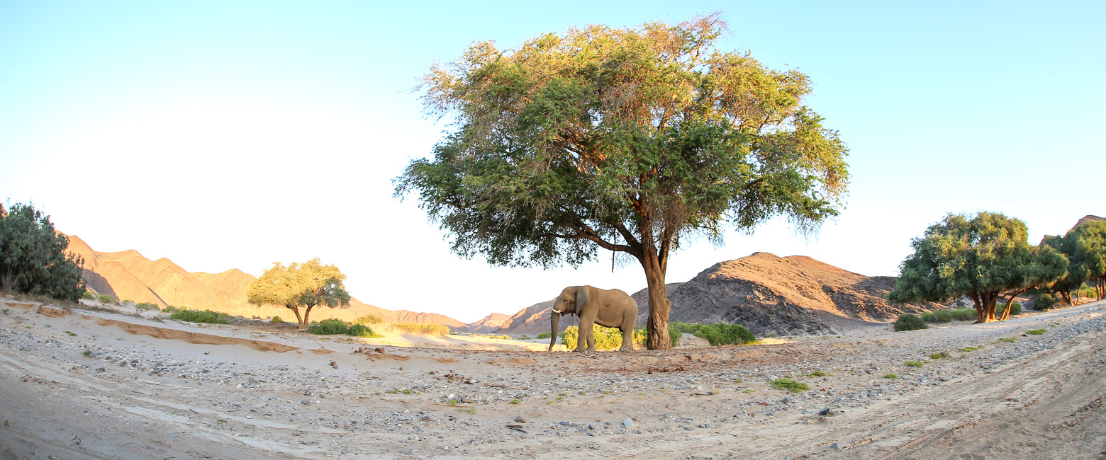 let us know your thoughts about Namibia and we will help you create the perfect safari 