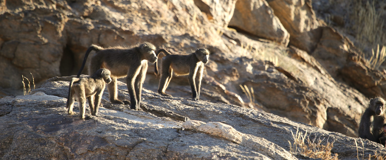 let us know your thoughts about Namibia and we will help you create the perfect safari