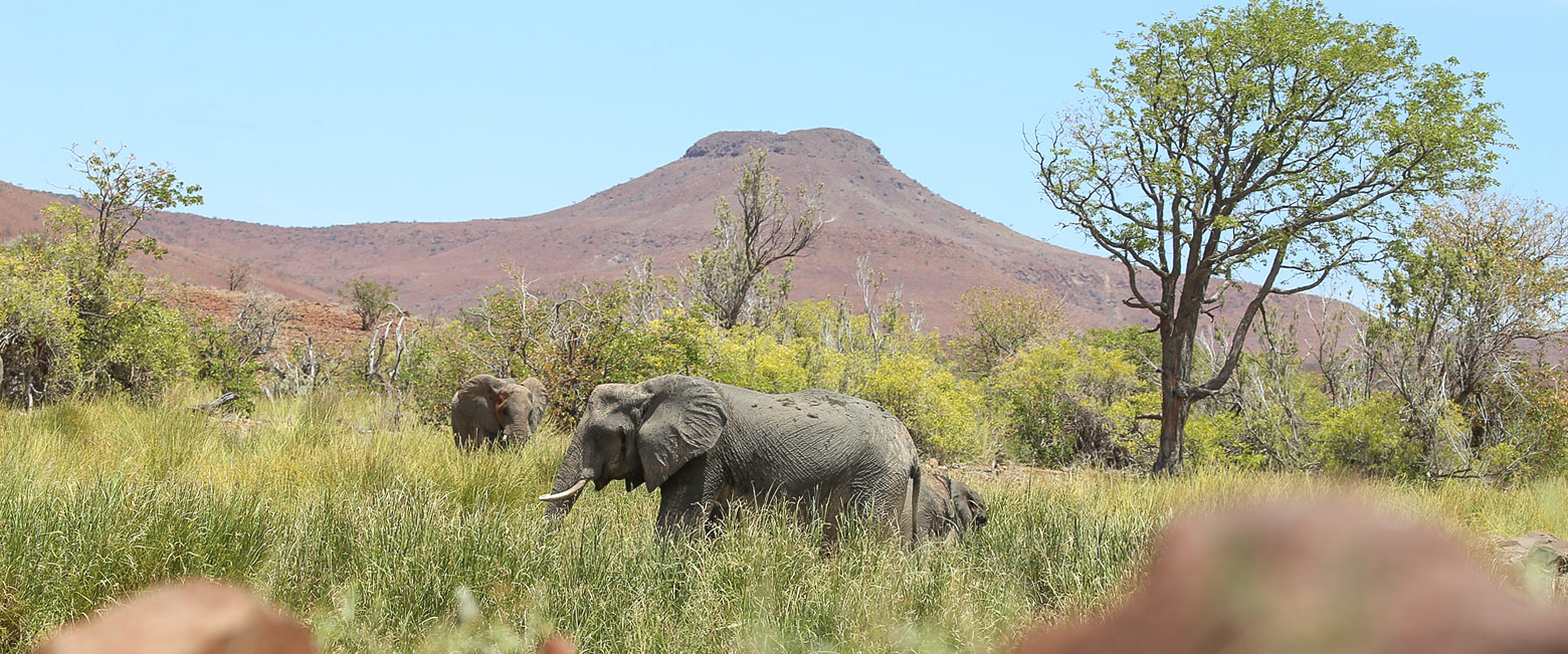 let us know your thoughts about Namibia and we will make sure to deliver the perfect safari