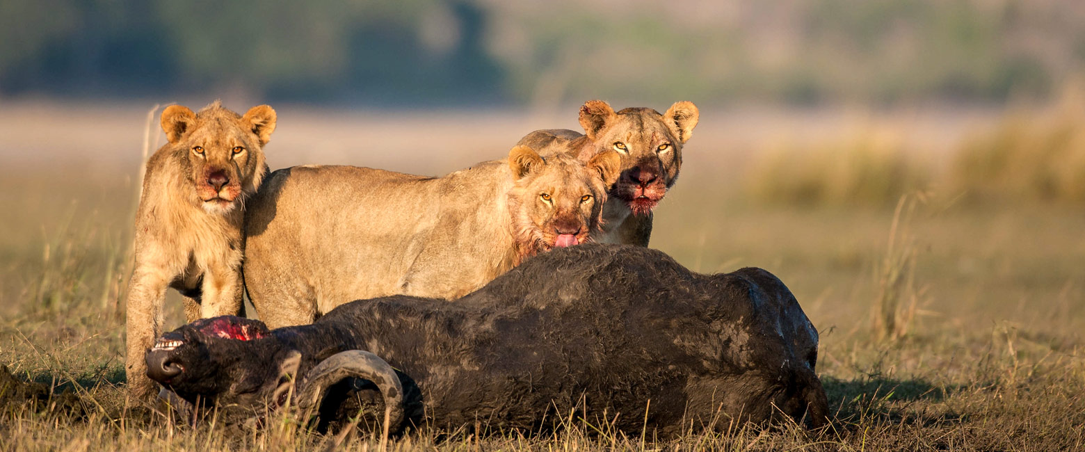 let us know your thoughts about Namibia and we will help you create the perfect safari 