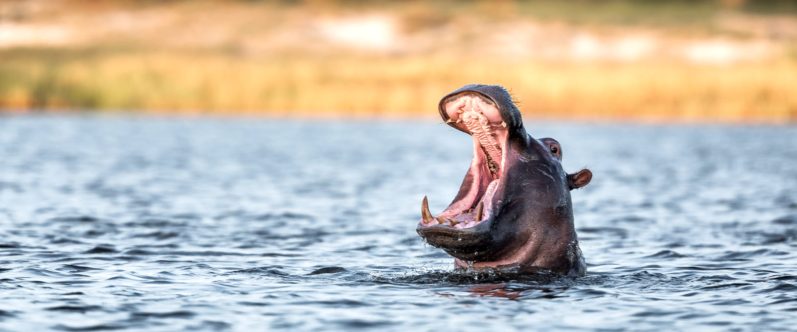 let us know your thoughts about Namibia and we will help you create the perfect safari