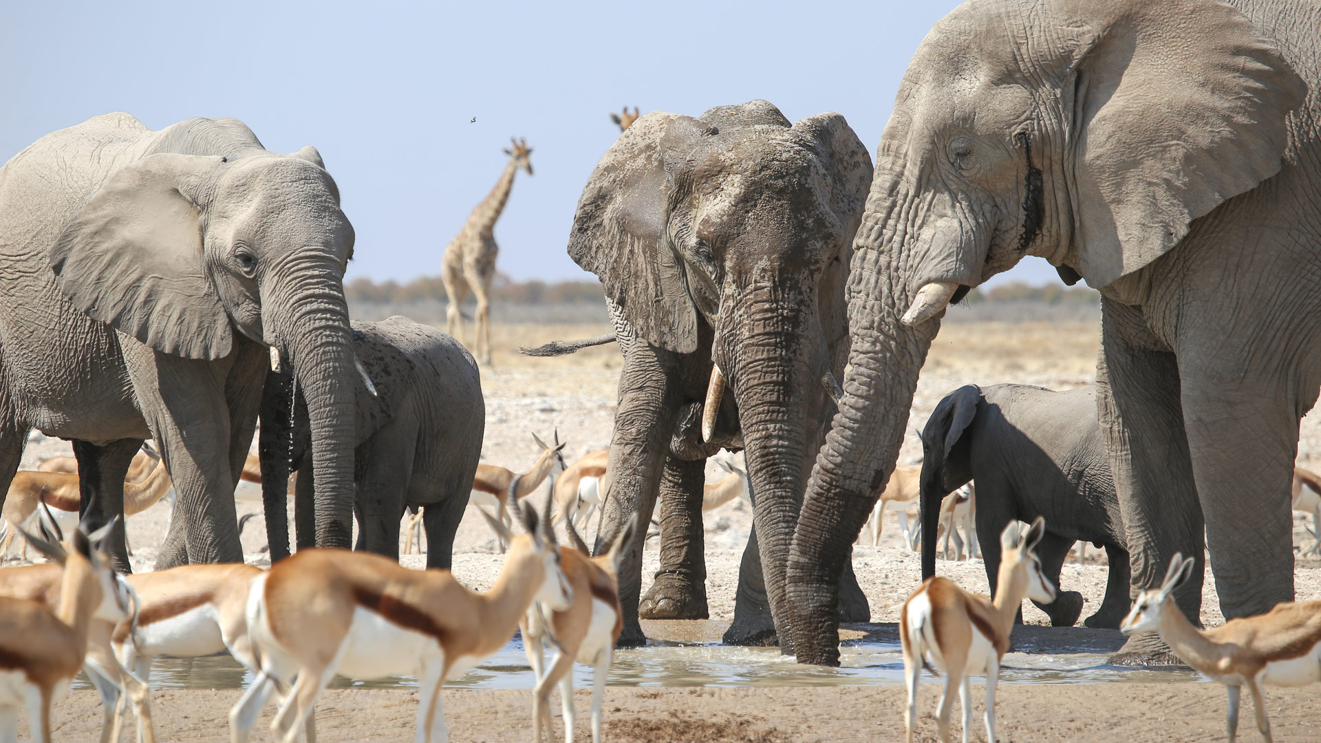 Safari to Etosha